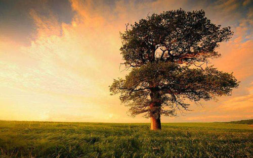 致橡树吉他谱 C调_吉他163编配_程天意