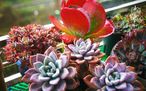 《劳心者》尤克里里谱弹唱版 C调简单版_音乐之家编配_网易云多肉